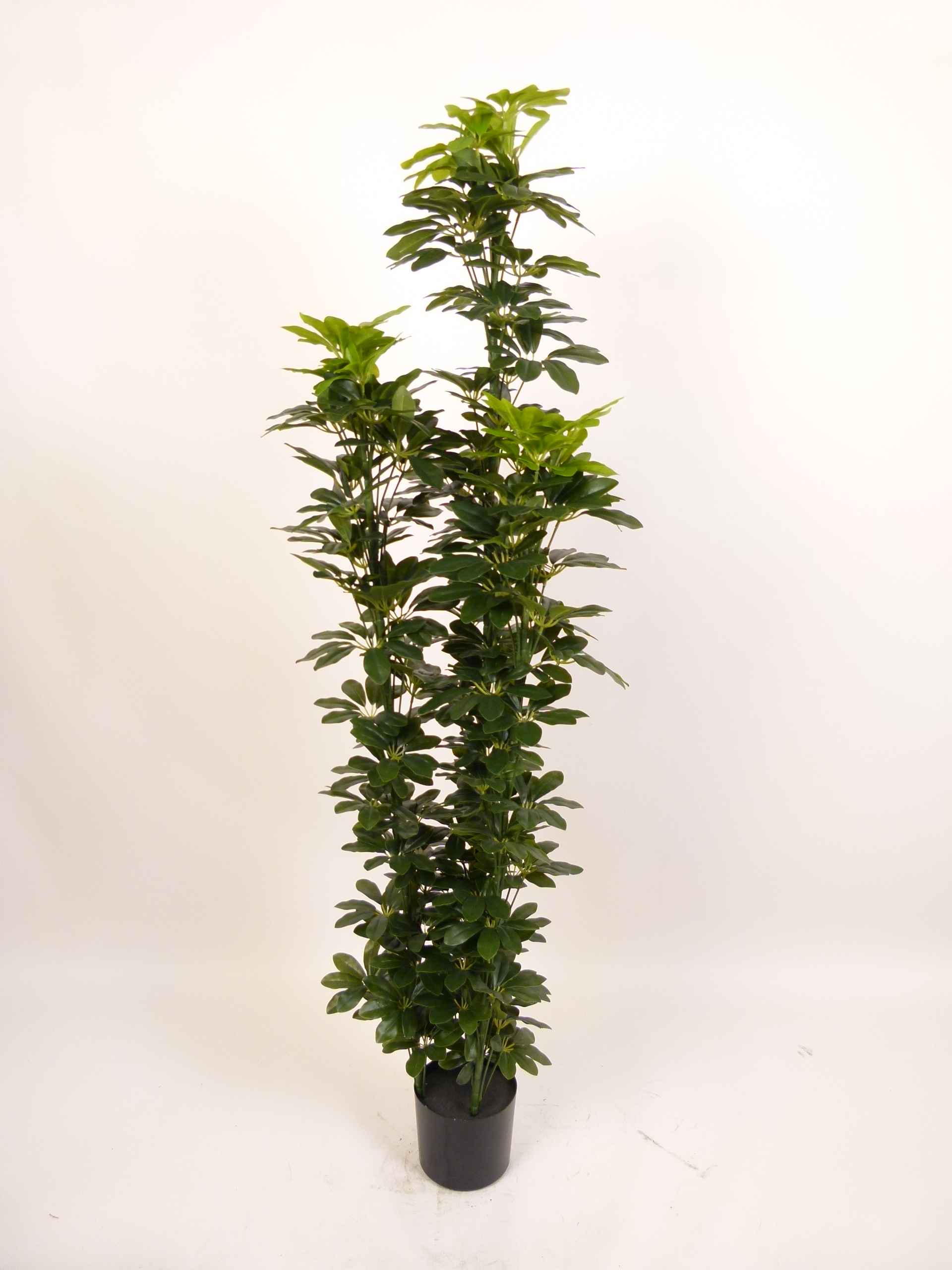 SCHEFFELERA ARBORICOLA 3T 180 CM Artificial Plants