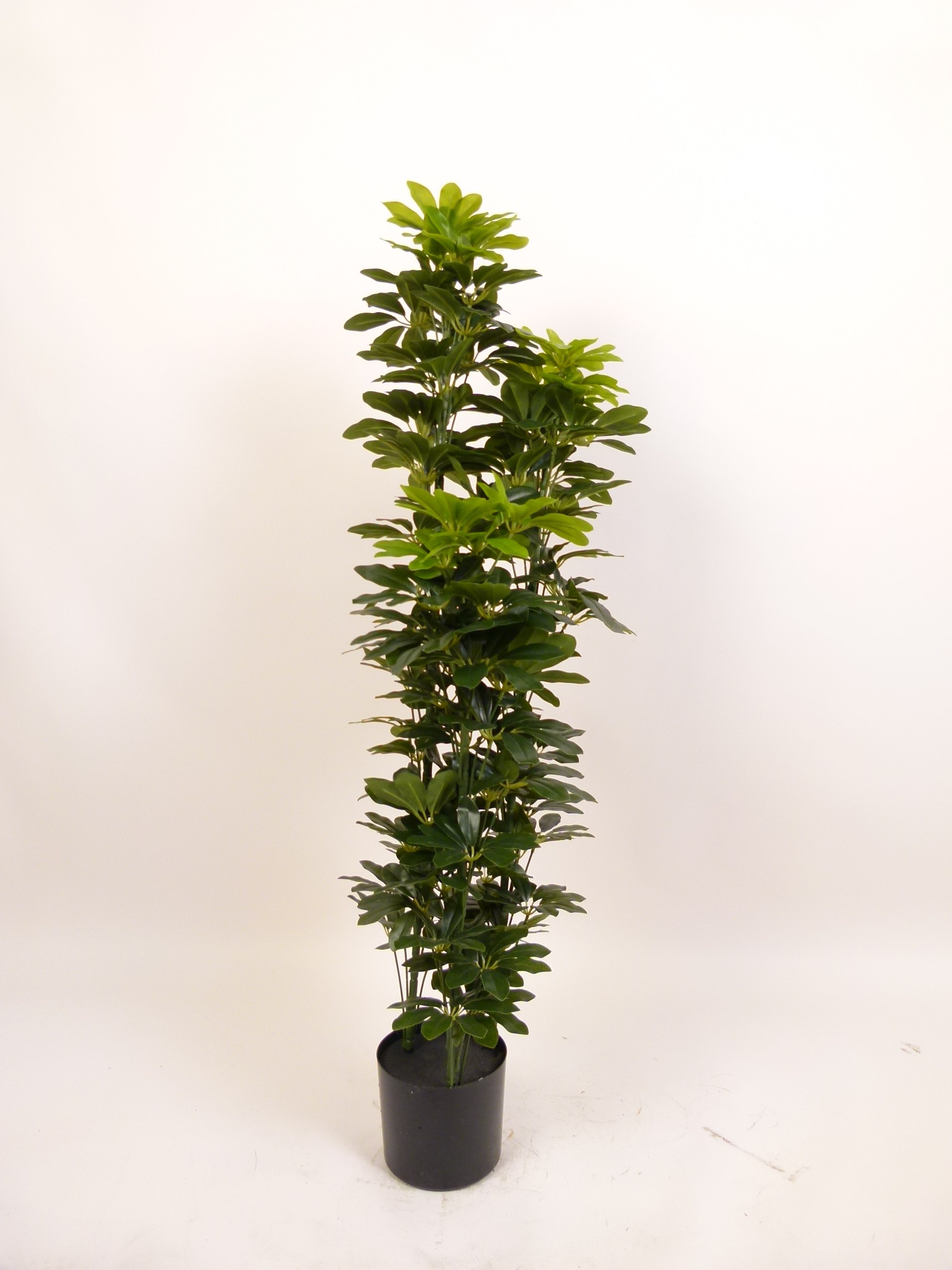SCHEFFELERA ARBORICOLA 3T 150 CM Artificial Plants