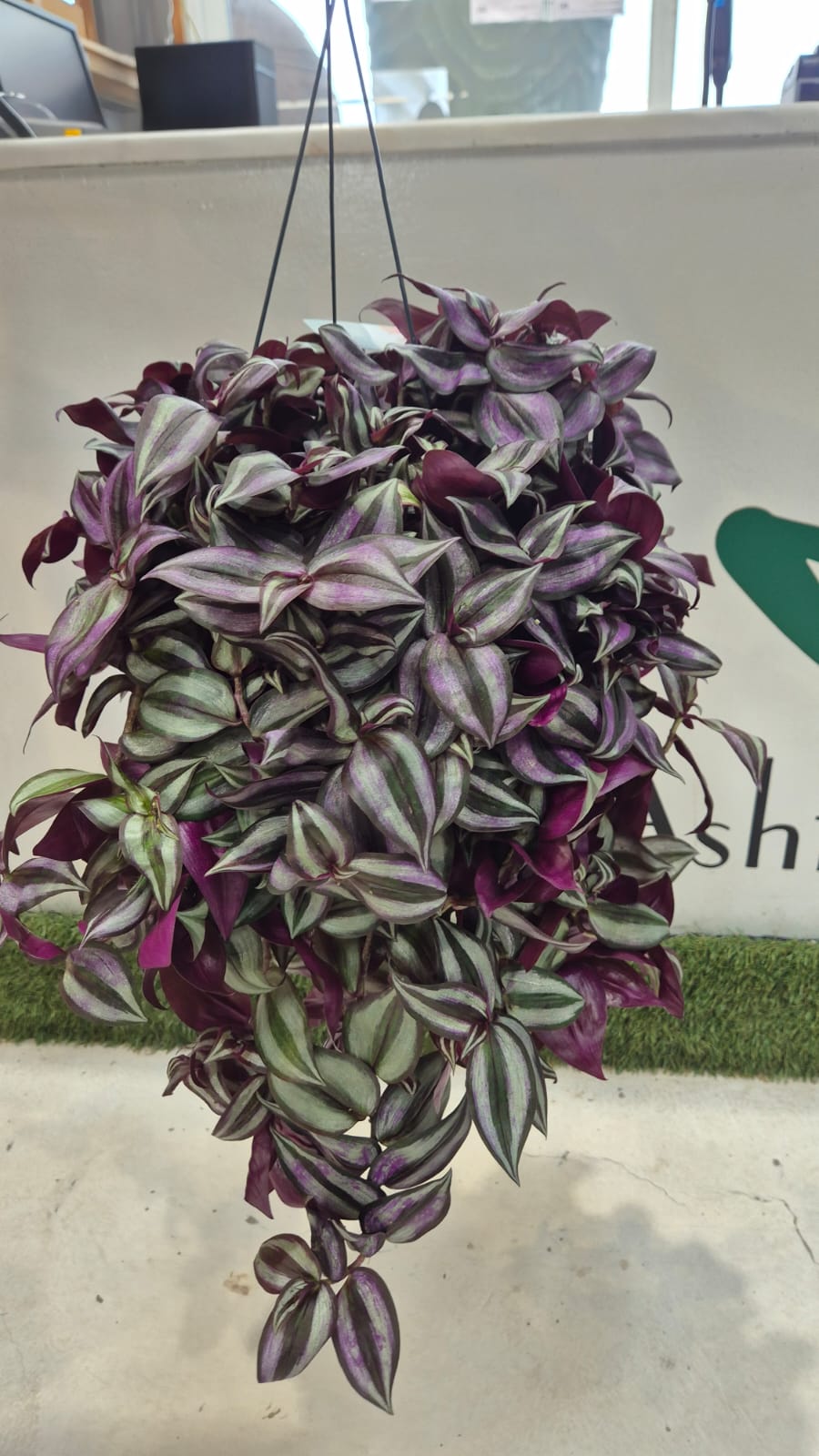 TRADESCANTIA 'Indoor Plants'