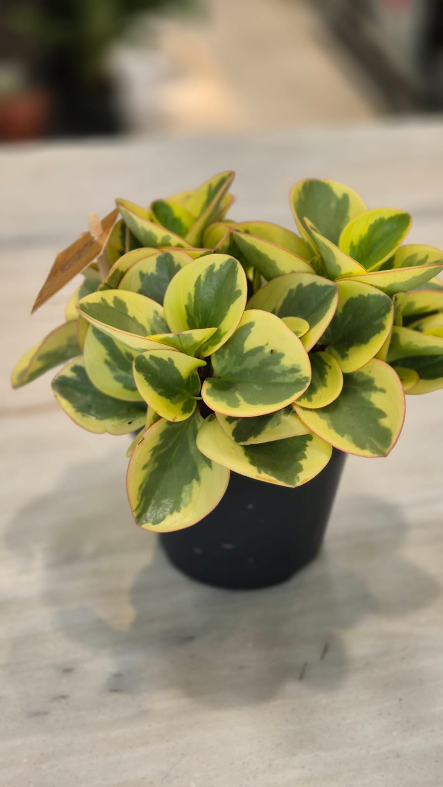 PEPEROMIA CARE 'Indoor Plants'