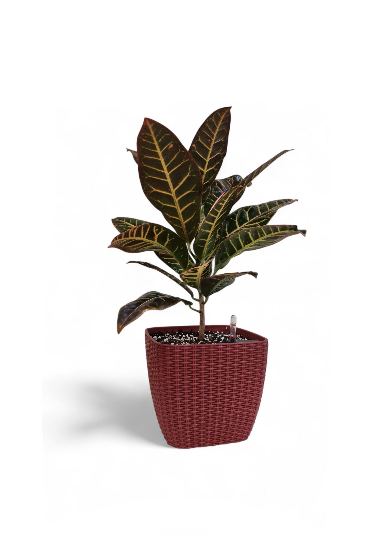 croton with pot  Value For Money