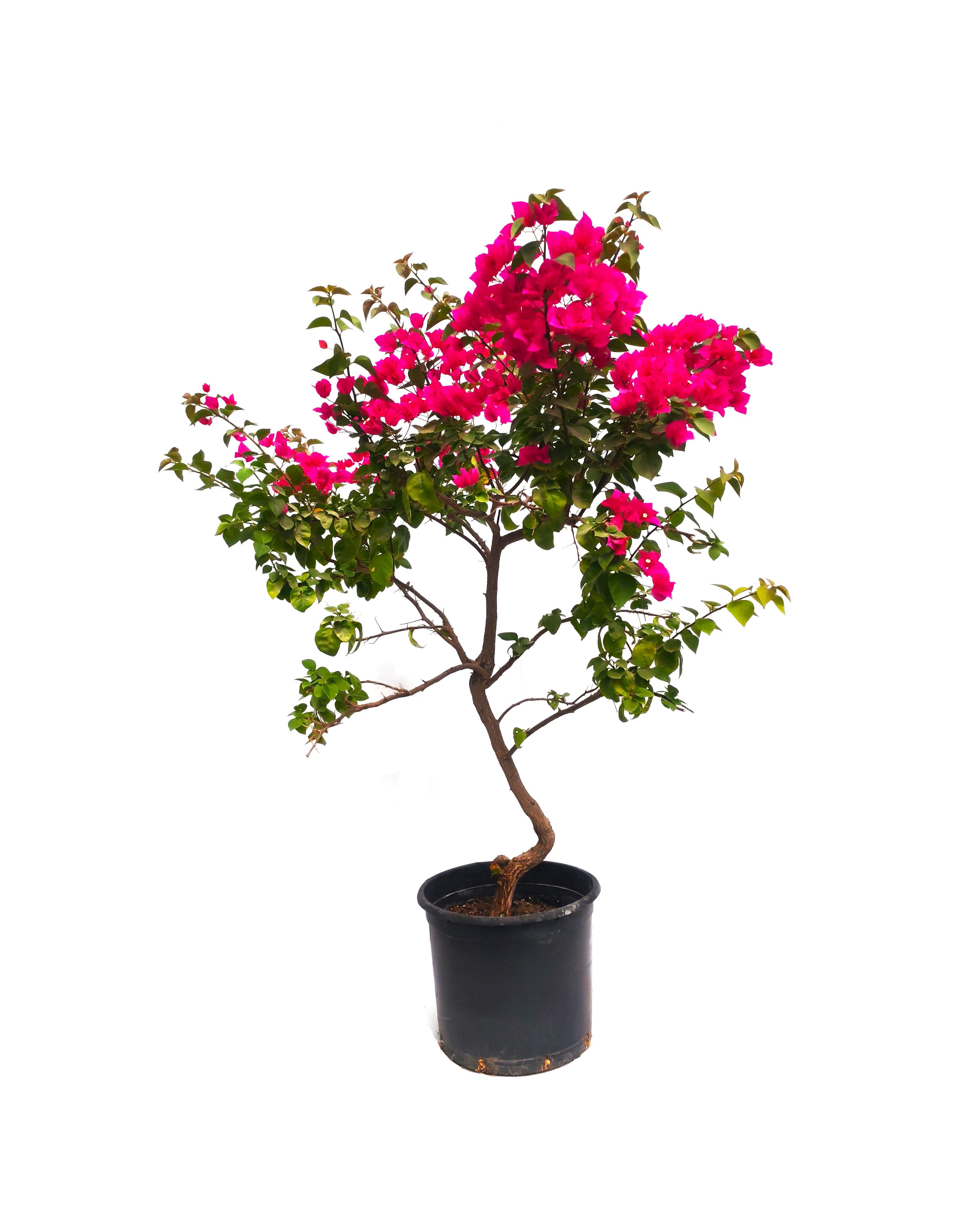 Bougainvillea Climber Mother  Outdoor Plants