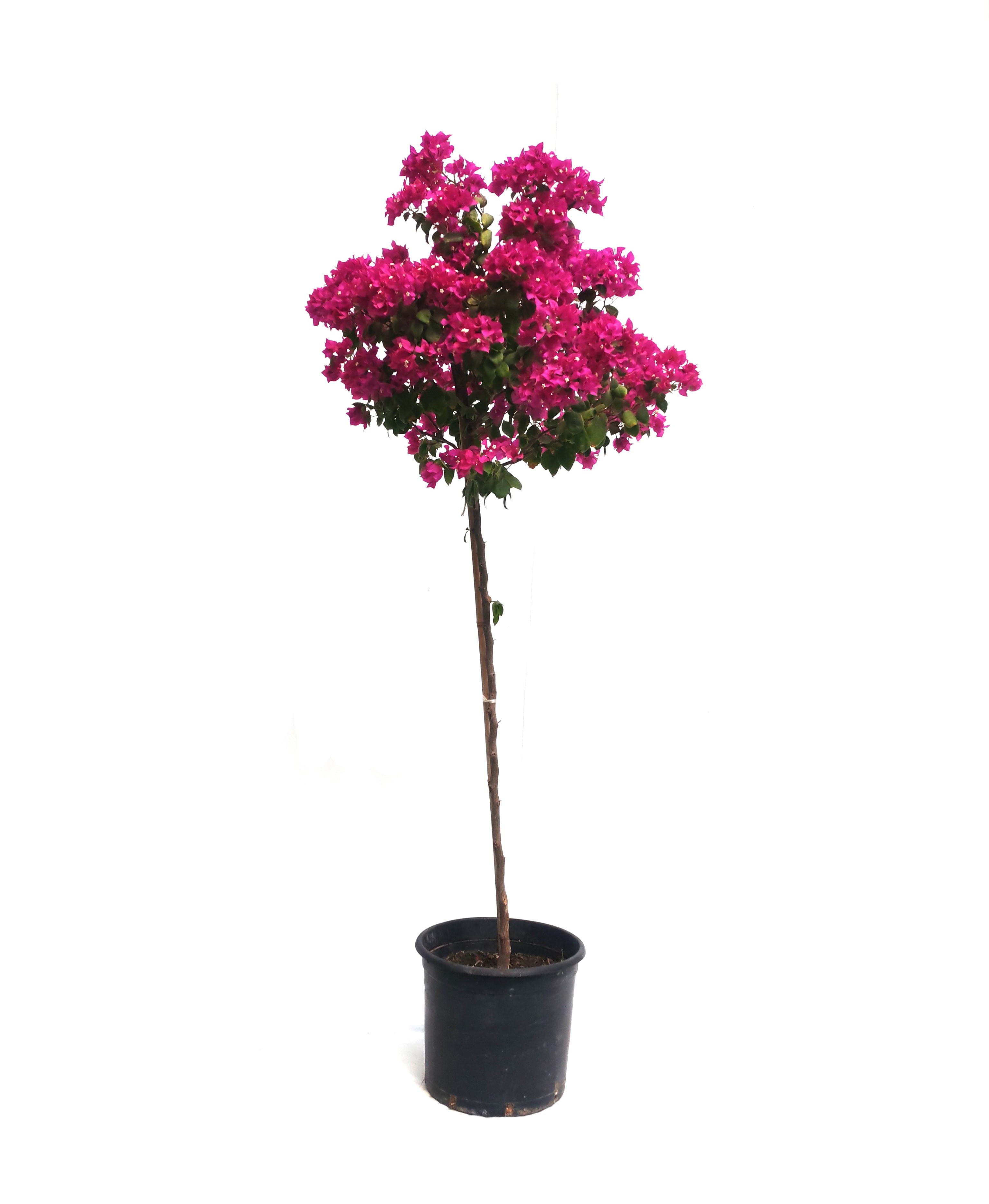 Bougainvillea Climber Mother Outdoor Plants