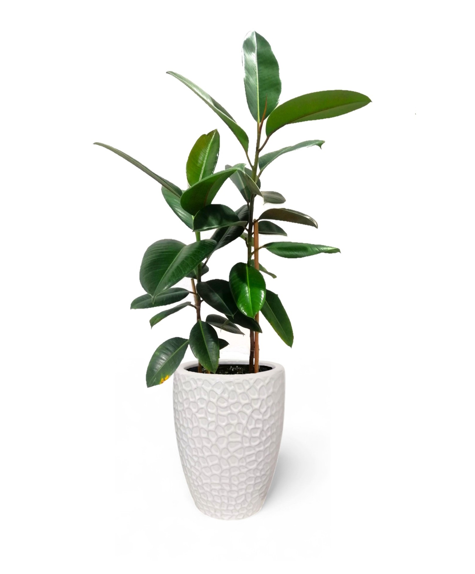 Ficus elastica with Pot  Premium Collection