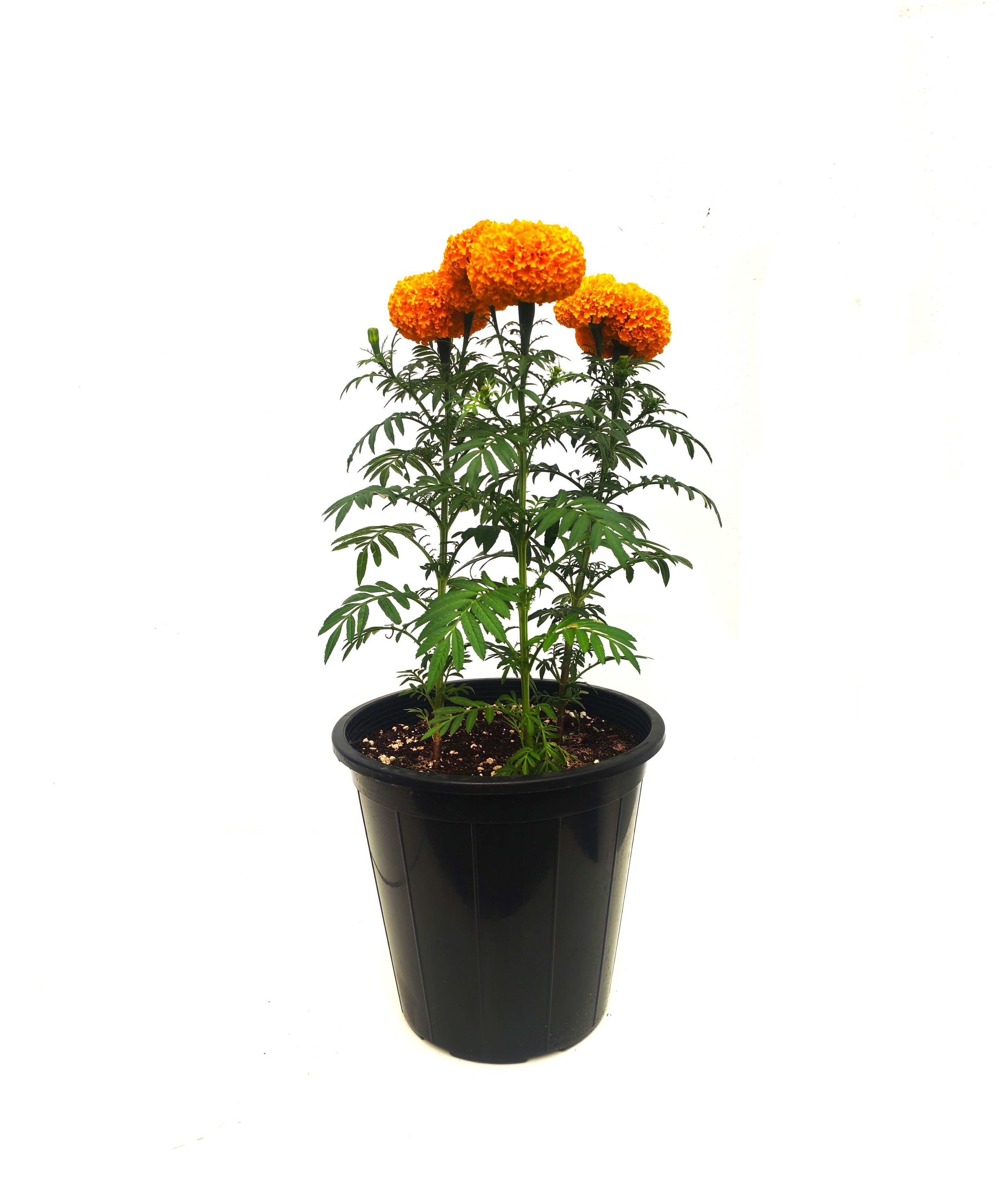 Marigold orange Seasonal Specials