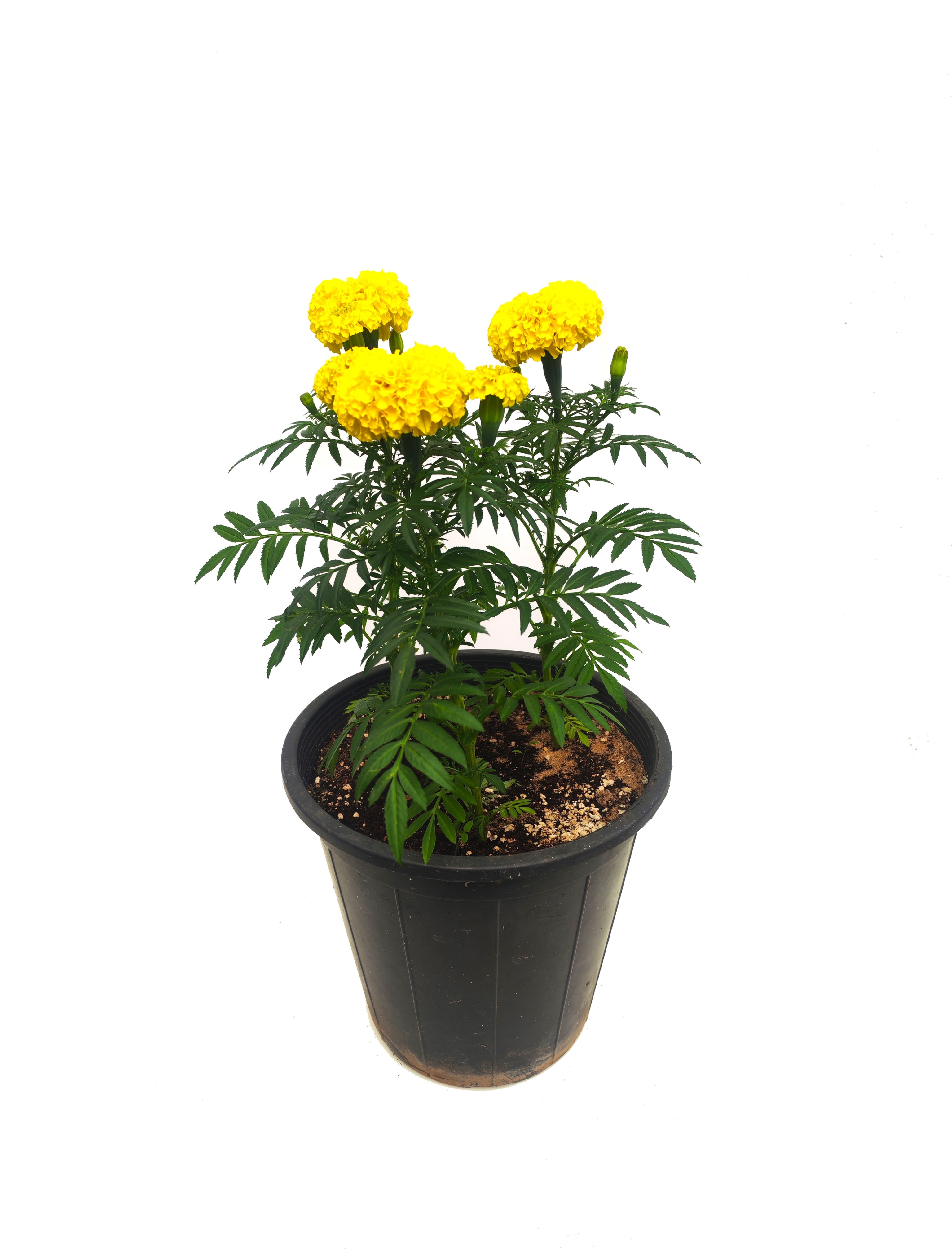 Marigold yellow Seasonal Specials