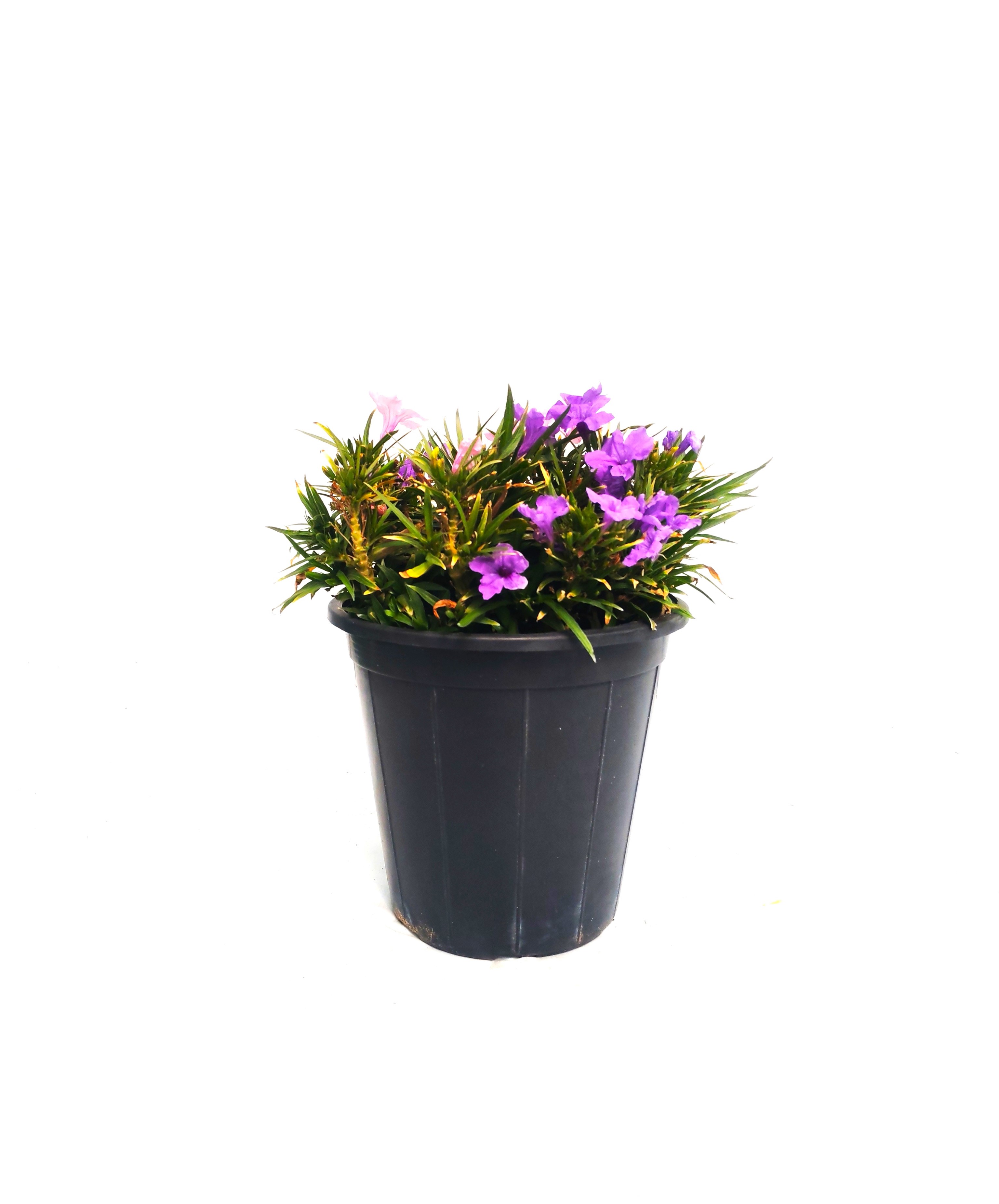 Nerium oleander Outdoor Plants