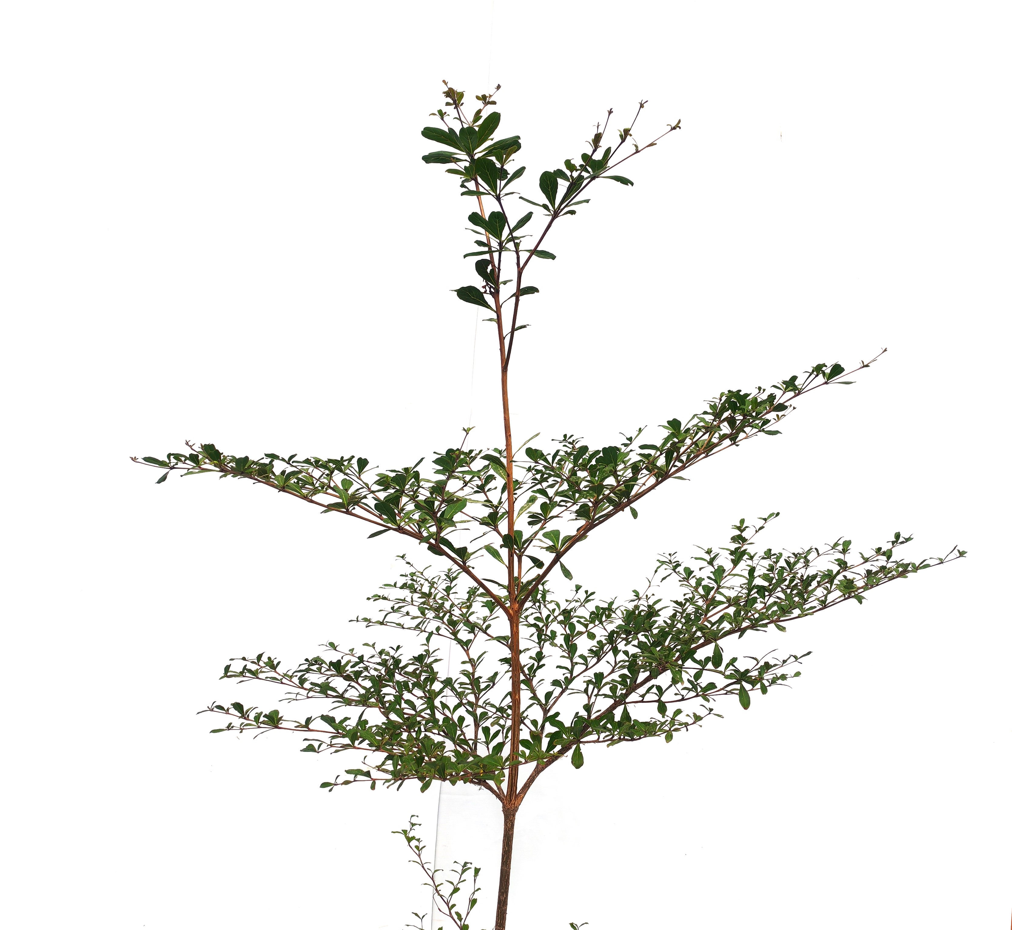 Terminalia mantaly Outdoor Plants