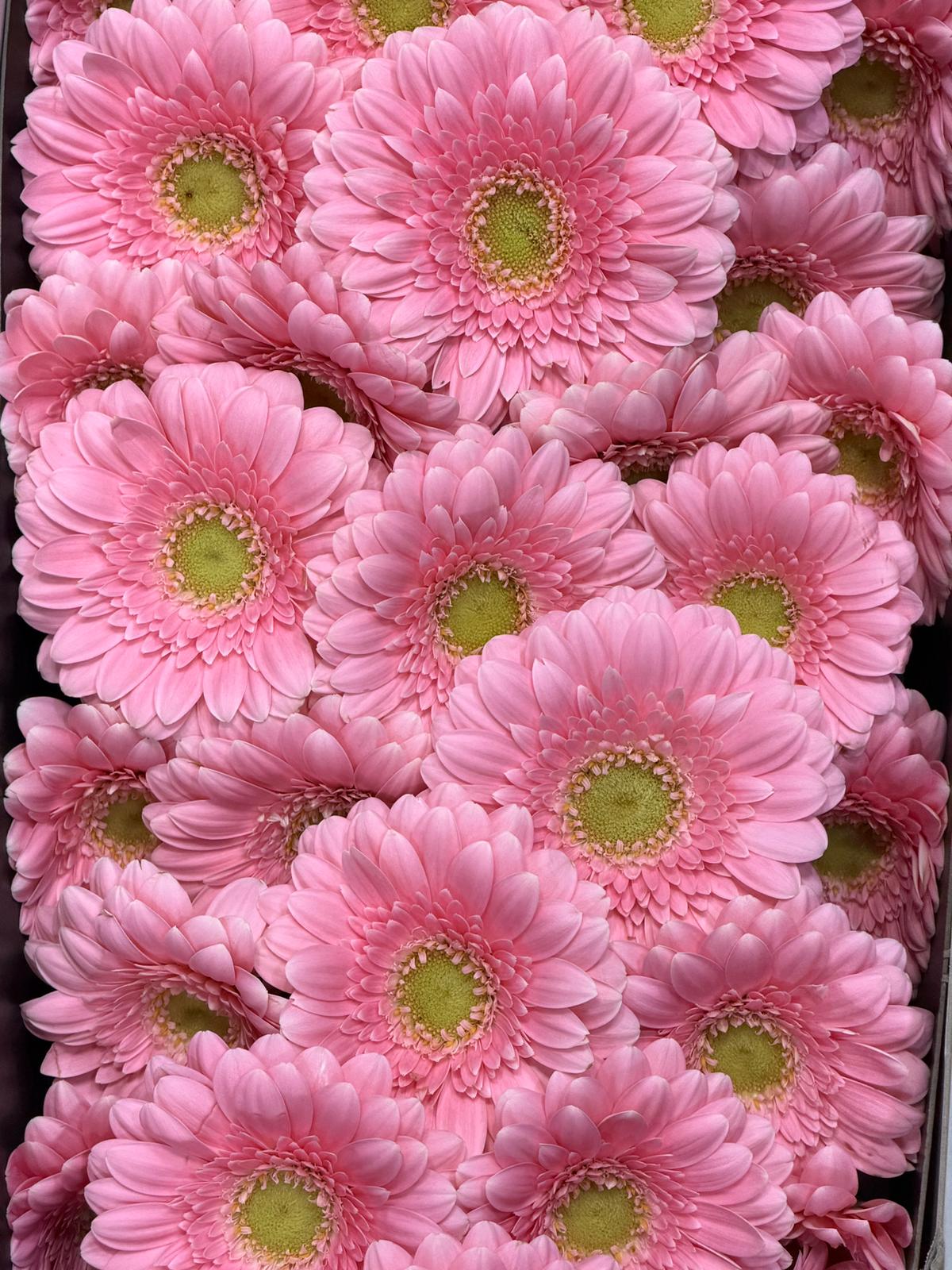 Mini Gerbera - Light pink Wholesale Flowers