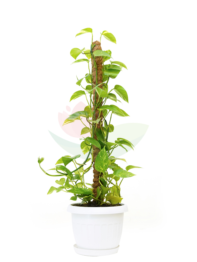 Epipremnum aureum with Pot Indoor Plants
