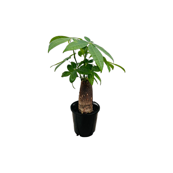 PACHIRA AQUATICA Indoor Plants