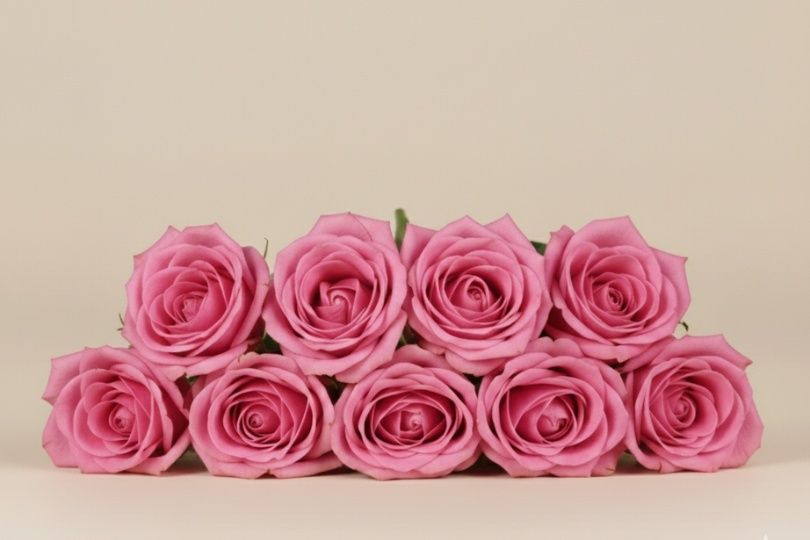 Pink Rose Wholesale Flowers
