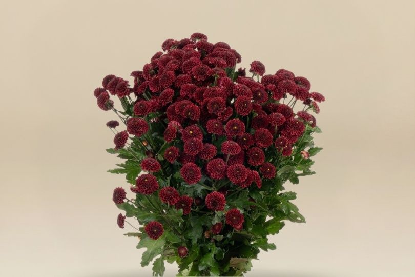 Santini Purpetta Red Wholesale Flowers