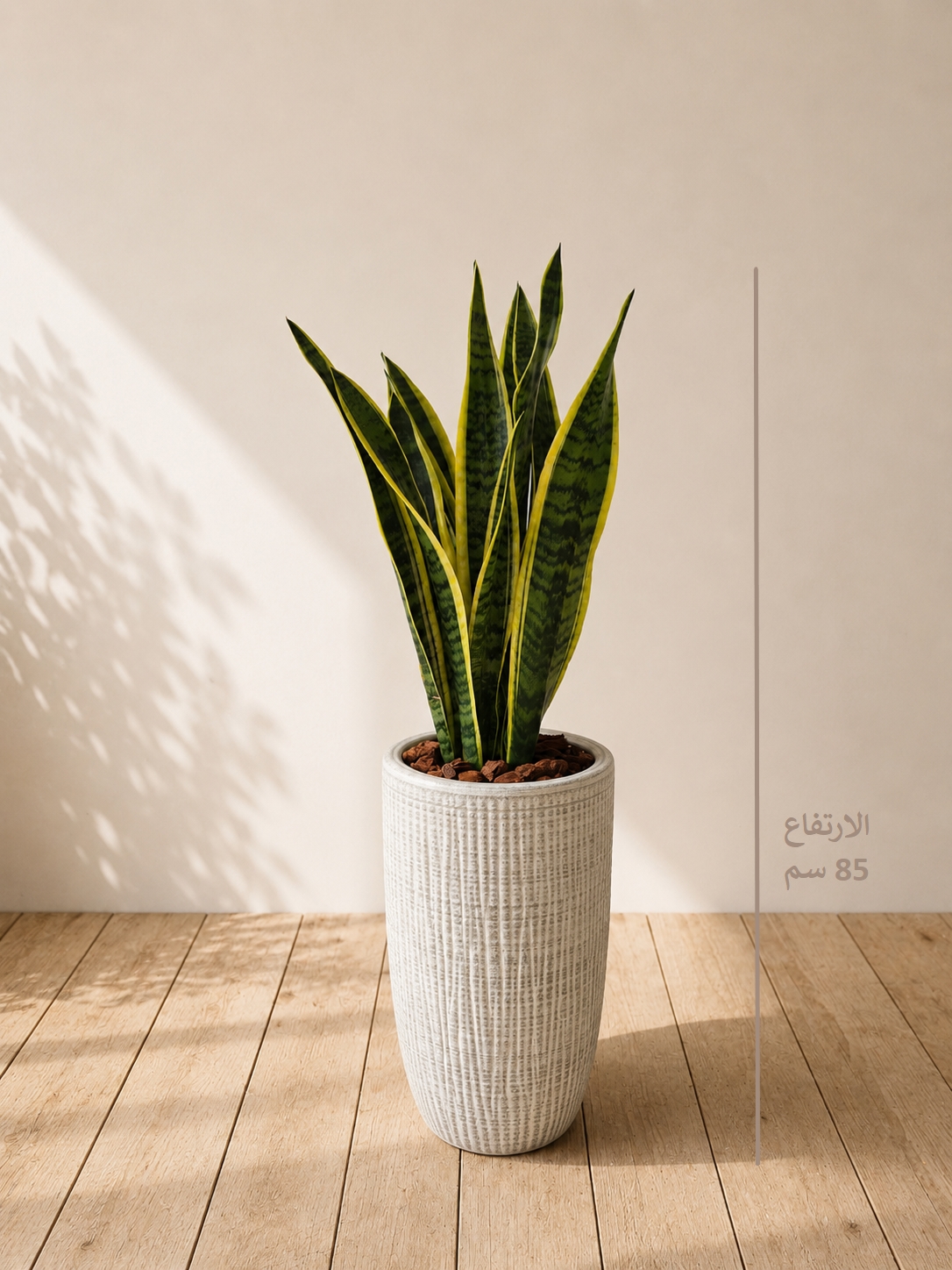 sansevieria + Ceramic pot Premium Collection