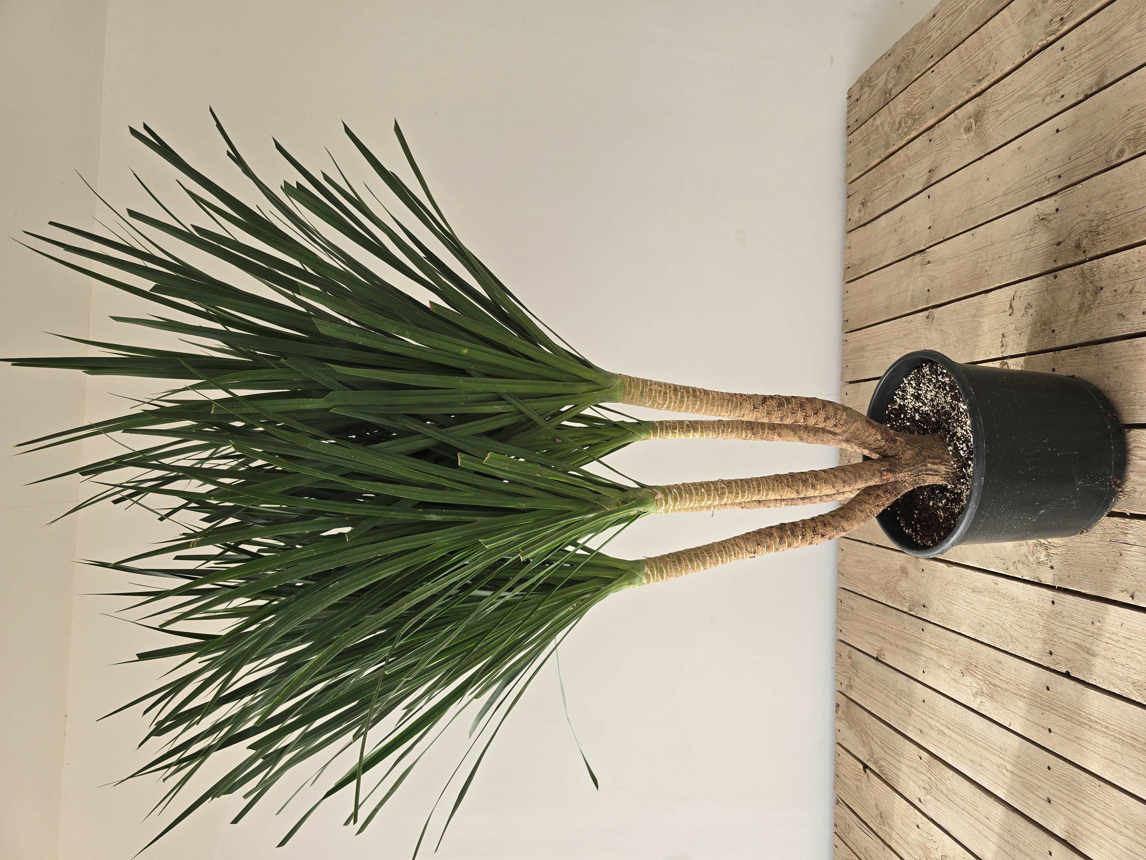 Dracaena Combodiana Indoor Plants