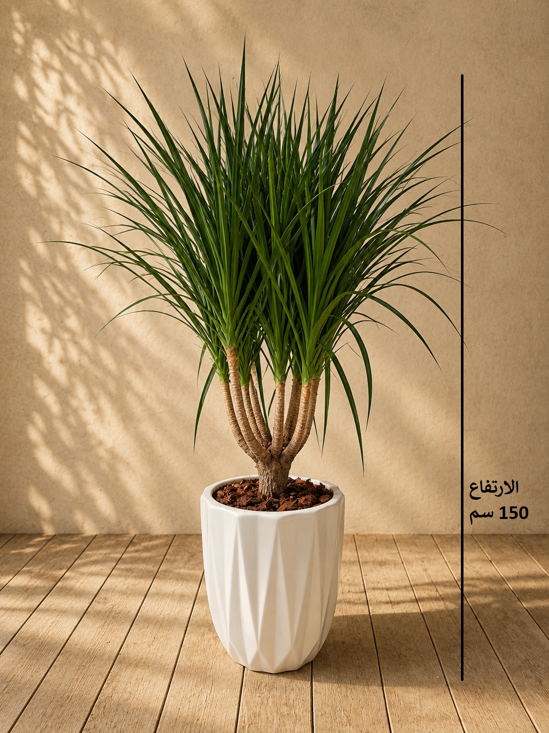 Dracaena draco with ceramic pot Premium Collection