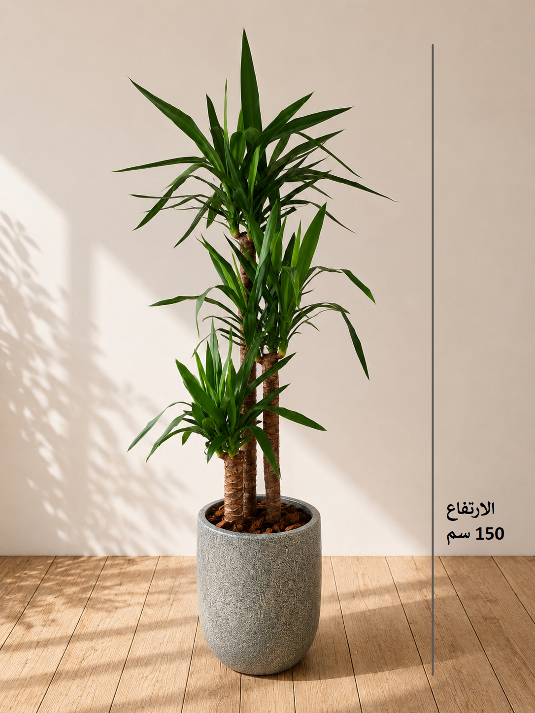 yucca with ceramic pot Premium Collection