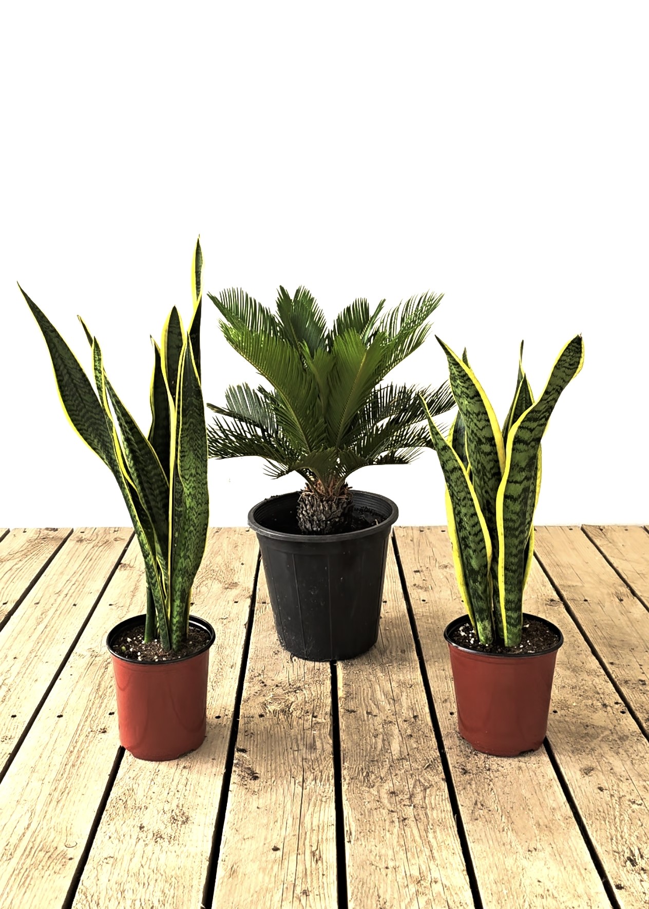Cycas with 2 Sansevieria Plant Seasonal Specials
